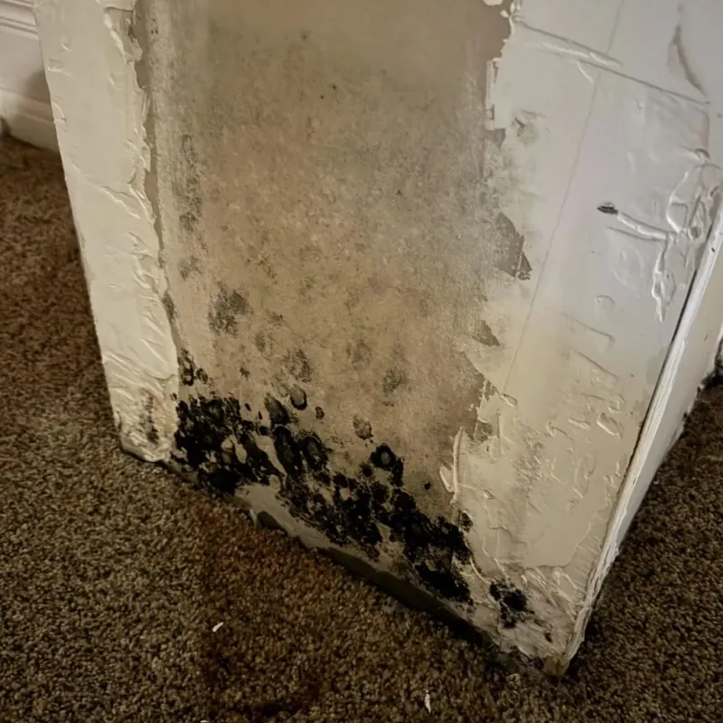 Professional Mold Removal in West Gate, VA